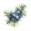 Juniper