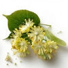 Linden