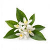 Orange Blossom